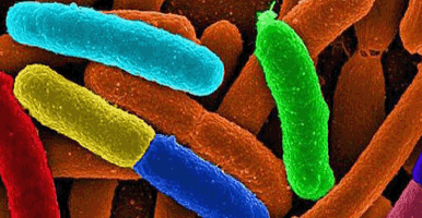 main-bacteria.gif