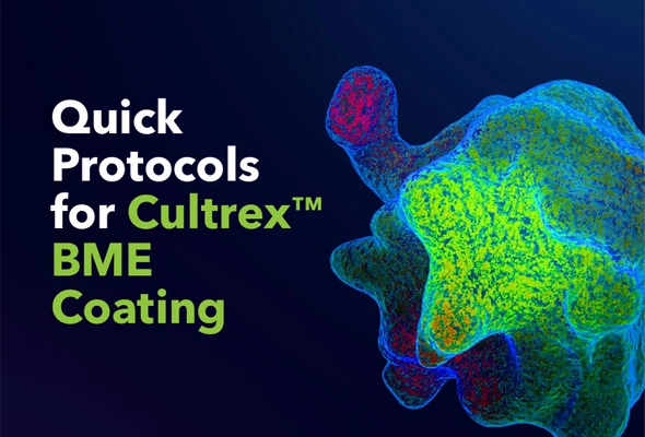 [FAQ] Cultrex BME Coating 프로토콜이 궁금합니다. 이미지