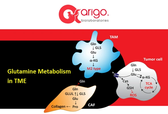 Glutamine metabolism in TME 이미지