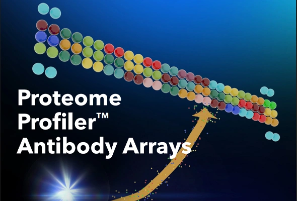 Proteome Profiler Antibody Array 이미지
