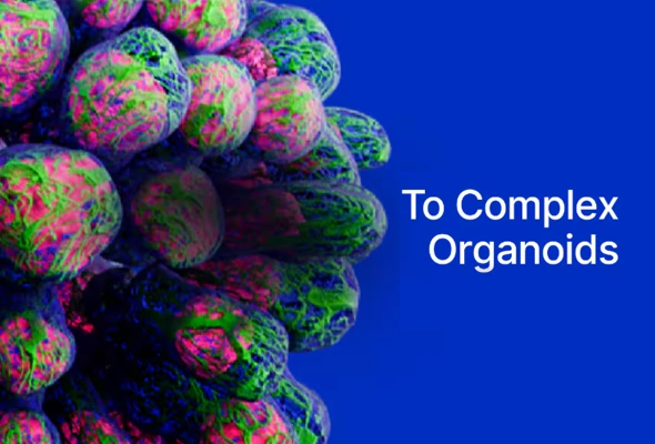 [R&D Systems] Organoids 제작 추천 시약 가이드 이미지