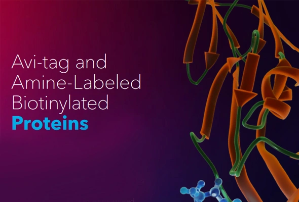 [R&D Systems] Avi-tag, Amine-Labeled Biotinylated Proteins 이미지