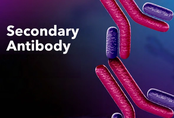 [R&D Systems] Secondary Antibody | 2차 항체 이미지