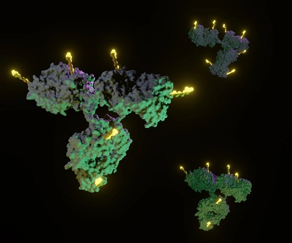 [R&D Systems] Alexa Fluor Conjugated Antibody 이미지