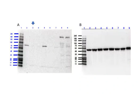 [Novus] Cell/Tissue Lysate 이미지
