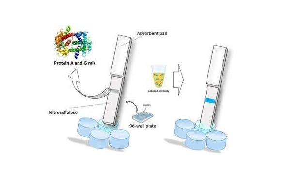 [Novus] Biotin Check&Go! Control Kit 이미지