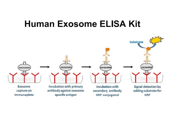 [Novus] Human Exosome ELISA Kit 이미지