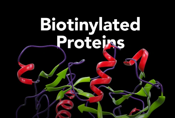[R&D Systems] Avi-tag, Amine-Labeled Biotinylated Proteins 이미지