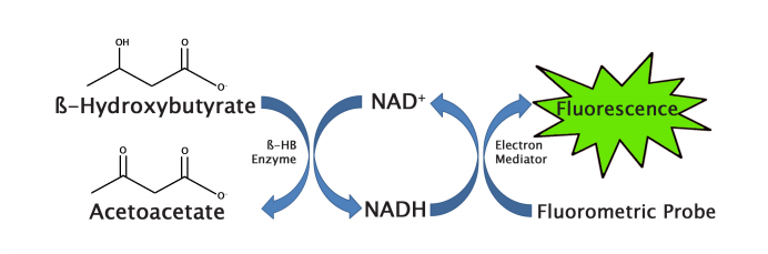 β-Hydroxybutyrate (Ketone Body) Assay Kit (#MET-5083)  