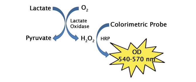 Lactate Assay Kits (#MET-5012, MET-5013)