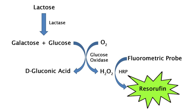Lactose Assay Kit (#MET-5001)
