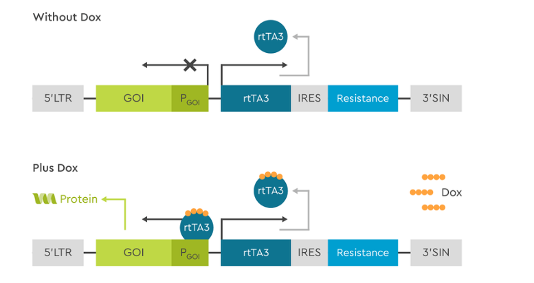 inducible-lentiviral-vector