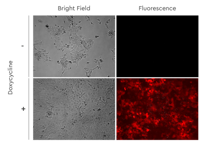 inducible-lentivirus-imaging