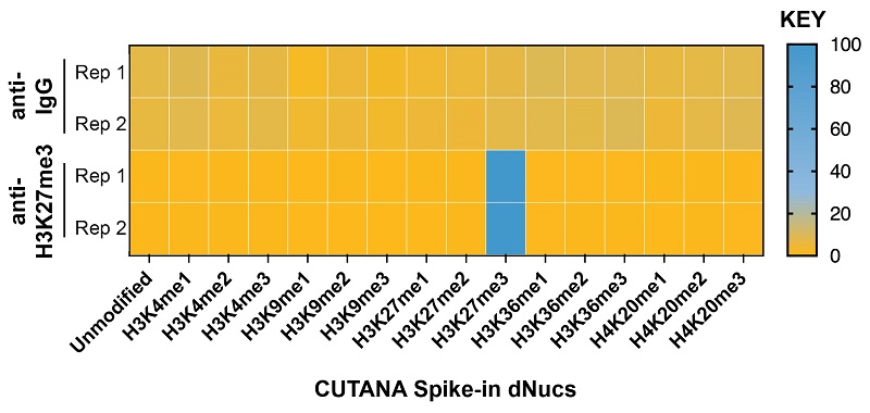 koma-CUT_n_Tag_kit_data2.jpg SNAP-CUTANA™ K-MetStat Spike-in controls
