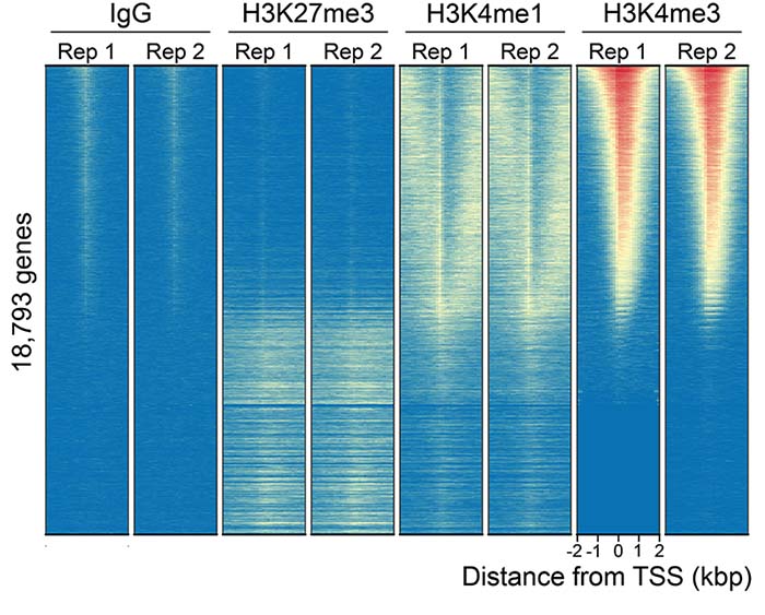 14-1102-genome-wide-heatmaps.jpg